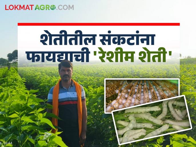 Sericulture Success Story : Villages in Marathwada are Serigrams; Hundreds of farmers are rich with silk threads | Sericulture Success Story : मराठवाड्यातील गावे होताहेत रेशीमग्राम; रेशमाच्या धाग्यांनी शेकडो शेतकरी अर्थसंपन्न Sericulture Success Story : Villages in Marathwada are Serigrams; Hundreds of farmers are rich with silk threads | Sericulture Success Story : मराठवाड्यातील गावे होताहेत रेशीमग्राम; रेशमाच्या धाग्यांनी शेकडो शेतकरी अर्थसंपन्न