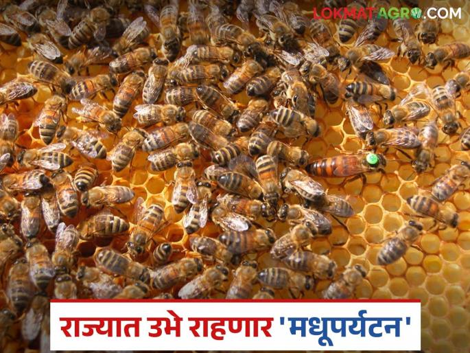 'Honey tourism' to be established in the state; 'These' 10 villages will be identified as 'honey villages' | राज्यात उभे राहणार 'मधूपर्यटन'; 'या' १० गावांची 'मधाची गावे' म्हणून होणार ओळख