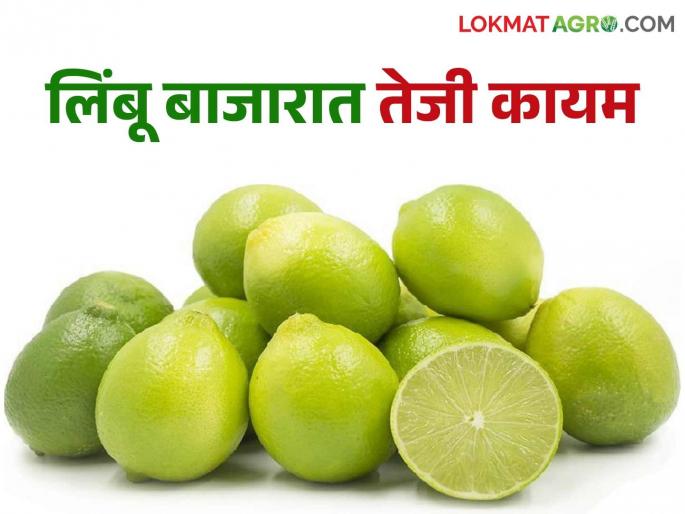 Lemon prices have increased with the heat; Read: What is the price of lemons in the market? | उष्णतेसोबत लिंबूचा तोरा वाढला; वाचा बाजारात लिंबू दर किती? Lemon prices have increased with the heat; Read: What is the price of lemons in the market? | उष्णतेसोबत लिंबूचा तोरा वाढला; वाचा बाजारात लिंबू दर किती?