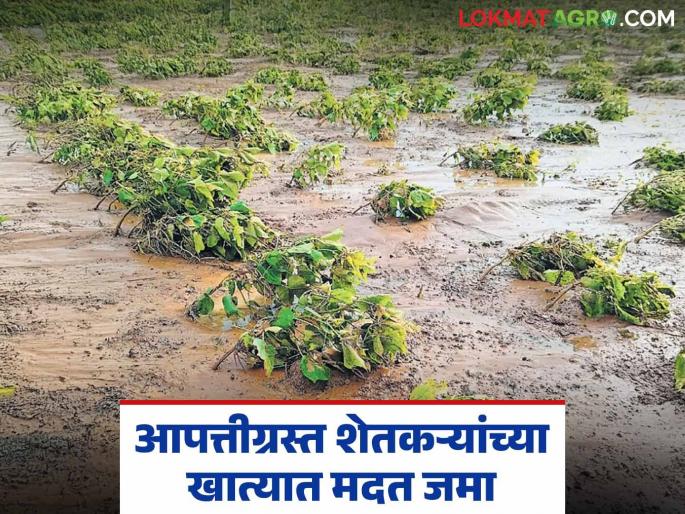 Compensation of Rs 535 crores to disaster-affected farmers; Aid deposited in the accounts of 5 lakh 30 thousand 45 farmers | आपत्तीग्रस्त शेतकऱ्यांना ५३५ कोटींची भरपाई; ५ लाख ३० हजार ४५ शेतकऱ्यांच्या खात्यात मदत जमा Compensation of Rs 535 crores to disaster-affected farmers; Aid deposited in the accounts of 5 lakh 30 thousand 45 farmers | आपत्तीग्रस्त शेतकऱ्यांना ५३५ कोटींची भरपाई; ५ लाख ३० हजार ४५ शेतकऱ्यांच्या खात्यात मदत जमा