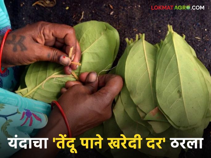Tendu Patta: This year's Tendu leaves purchase price has been decided; Know what the price will be | Tendu Patta : यंदाचा तेंदू पाने खरेदी दर ठरला; जाणून घ्या काय असणार दर Tendu Patta: This year's Tendu leaves purchase price has been decided; Know what the price will be | Tendu Patta : यंदाचा तेंदू पाने खरेदी दर ठरला; जाणून घ्या काय असणार दर