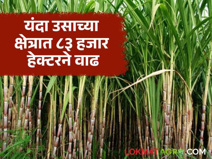38 sugar factories in Solapur district ready for crushing this year; Sugarcane area reaches a record high of 2 lakh 12 thousand | सोलापूर जिल्ह्यातील ३८ साखर कारखाने यंदा गाळपासाठी सज्ज; उच्चांकी दोन लाख बारा हजार ऊस क्षेत्र