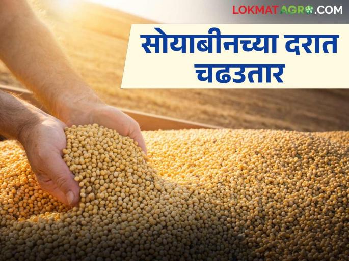 Soybean prices fluctuate as arrivals increase; Producer farmers in confusion | आवक वाढती तर सोयाबीनच्या दरात चढउतार; उत्पादक शेतकरी संभ्रमात Soybean prices fluctuate as arrivals increase; Producer farmers in confusion | आवक वाढती तर सोयाबीनच्या दरात चढउतार; उत्पादक शेतकरी संभ्रमात