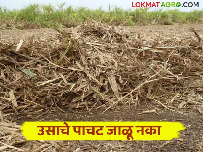 Get more production from sugarcane without any cost; Many benefits of rotting the sugarcane | विना खर्चात खोडवा उसाचे मिळवा अधिक उत्पादन; पाचट कुजविण्याचे अनेक फायदे Get more production from sugarcane without any cost; Many benefits of rotting the sugarcane | विना खर्चात खोडवा उसाचे मिळवा अधिक उत्पादन; पाचट कुजविण्याचे अनेक फायदे