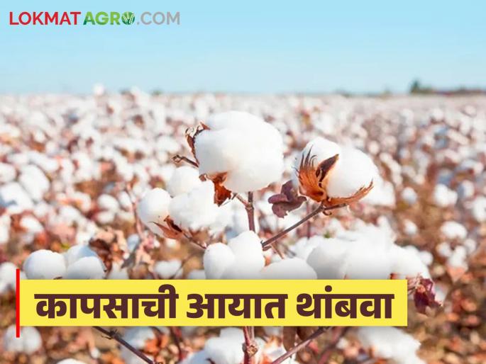 Cotton Import: Stop import to maintain cotton prices in the market | Cotton Import : बाजारात कापसाचे दर टिकविण्यासाठी आयात थांबवा Cotton Import: Stop import to maintain cotton prices in the market | Cotton Import : बाजारात कापसाचे दर टिकविण्यासाठी आयात थांबवा