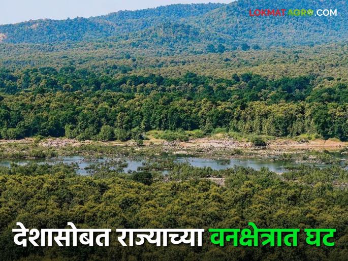 Forest Area In Maharashtra: National Forest Report 2023; 21 percent forest area remains in the country, while only 16 percent remains in Maharashtra | Forest Area In Maharashtra : सन २०२३ चा राष्ट्रीय वन अहवाल; देशात २१ तर महाराष्ट्रात केवळ १६ टक्के वनक्षेत्र शिल्लक Forest Area In Maharashtra: National Forest Report 2023; 21 percent forest area remains in the country, while only 16 percent remains in Maharashtra | Forest Area In Maharashtra : सन २०२३ चा राष्ट्रीय वन अहवाल; देशात २१ तर महाराष्ट्रात केवळ १६ टक्के वनक्षेत्र शिल्लक