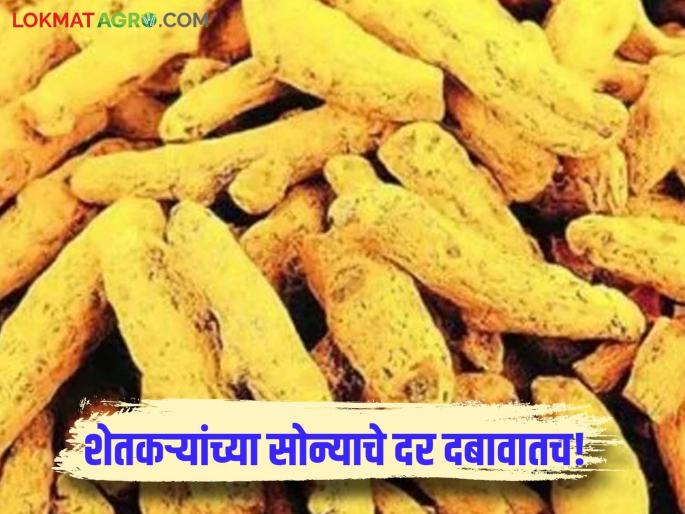 The gold of the rich has increased, but the price of farmers' gold has fallen; Turmeric market is under pressure | श्रीमंतांच्या सोन्याला झळाळी पण शेतकऱ्यांच्या सोन्याचे दर पडलेलेच; हळद बाजार दबावात The gold of the rich has increased, but the price of farmers' gold has fallen; Turmeric market is under pressure | श्रीमंतांच्या सोन्याला झळाळी पण शेतकऱ्यांच्या सोन्याचे दर पडलेलेच; हळद बाजार दबावात