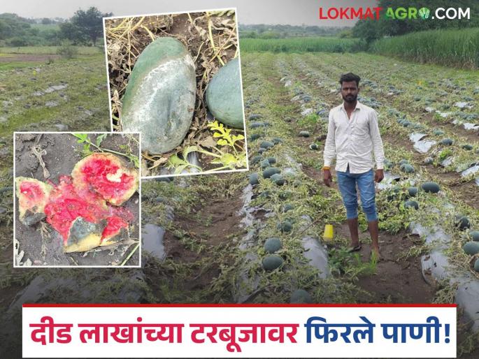 Unseasonal rains hit and watermelons were damaged; Krishna Patil suffered a financial loss of Rs. 1.5 lakh | अवकाळीने केला मारा अन् टरबूजाच्या झाल्या गारा; दिड लाख रुपयांचा कृष्णा पाटलांना बसला आर्थिक फटका