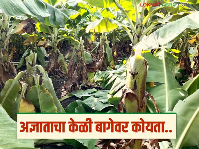 Unknown person cuts down 200 banana trees and also breaks pipeline; farmer suffers huge loss | अज्ञाताने २०० केळीचे झाडे कापली अन् पाइपलाईनही तोडली; शेतकऱ्याचे मोठे नुकसान Unknown person cuts down 200 banana trees and also breaks pipeline; farmer suffers huge loss | अज्ञाताने २०० केळीचे झाडे कापली अन् पाइपलाईनही तोडली; शेतकऱ्याचे मोठे नुकसान
