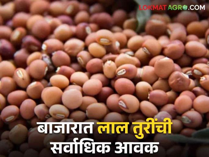 Pigeon Pea Market Highest arrival of red Pigeon Pea in the market; Read what price Pigeon Pea is getting | Pigeon Pea Market बाजारात लाल तुरींची सर्वाधिक आवक; वाचा काय मिळतोय तुरीला दर Pigeon Pea Market Highest arrival of red Pigeon Pea in the market; Read what price Pigeon Pea is getting | Pigeon Pea Market बाजारात लाल तुरींची सर्वाधिक आवक; वाचा काय मिळतोय तुरीला दर