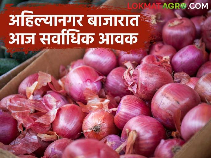 Kanda Bazaar Bhav: What is the price of onion in the state at the end of July? Read today's onion market price | Kanda Bajar Bhav : जुलै अखेर राज्यात कांद्याला काय मिळतोय दर? वाचा आजचे कांदा बाजारभाव Kanda Bazaar Bhav: What is the price of onion in the state at the end of July? Read today's onion market price | Kanda Bajar Bhav : जुलै अखेर राज्यात कांद्याला काय मिळतोय दर? वाचा आजचे कांदा बाजारभाव