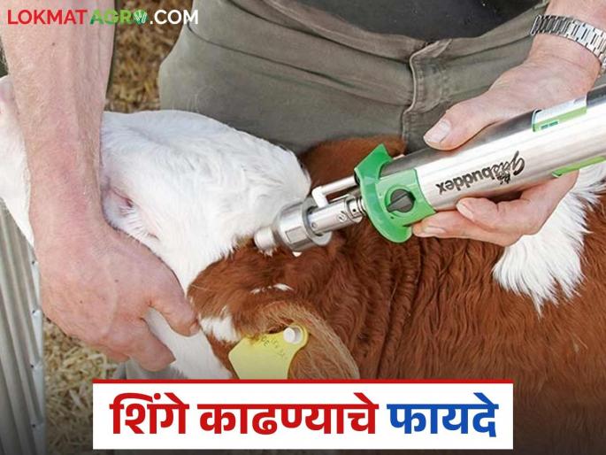 Benefits of burning calves' horns in dairy farming; Methods of burning horns | दुग्ध व्यवसायात वासरांची शिंगे जाळण्याचे फायदे; शिंगे जाळण्याच्या पद्धती Benefits of burning calves' horns in dairy farming; Methods of burning horns | दुग्ध व्यवसायात वासरांची शिंगे जाळण्याचे फायदे; शिंगे जाळण्याच्या पद्धती