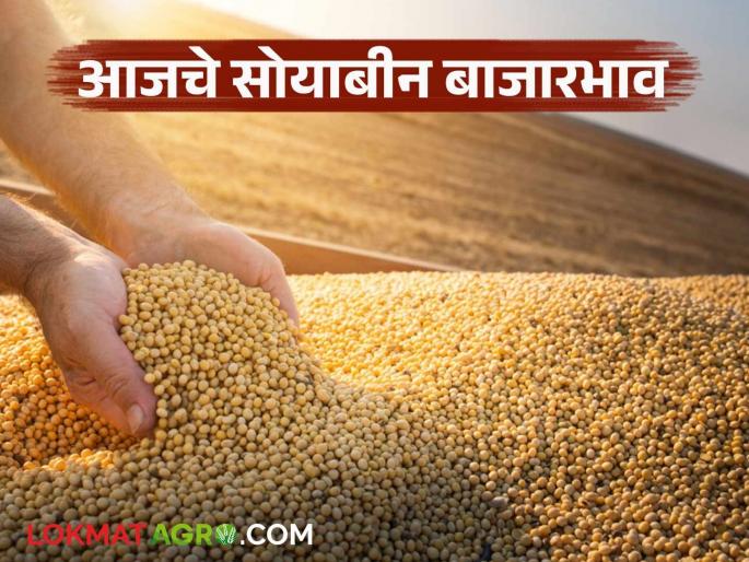 Despite low arrivals, no price increase; Know today's soybean market prices in the state | आवक कमी तरी दर वाढ दिसेना; जाणून घ्या राज्यातील आजचे सोयाबीन बाजारभाव Despite low arrivals, no price increase; Know today's soybean market prices in the state | आवक कमी तरी दर वाढ दिसेना; जाणून घ्या राज्यातील आजचे सोयाबीन बाजारभाव