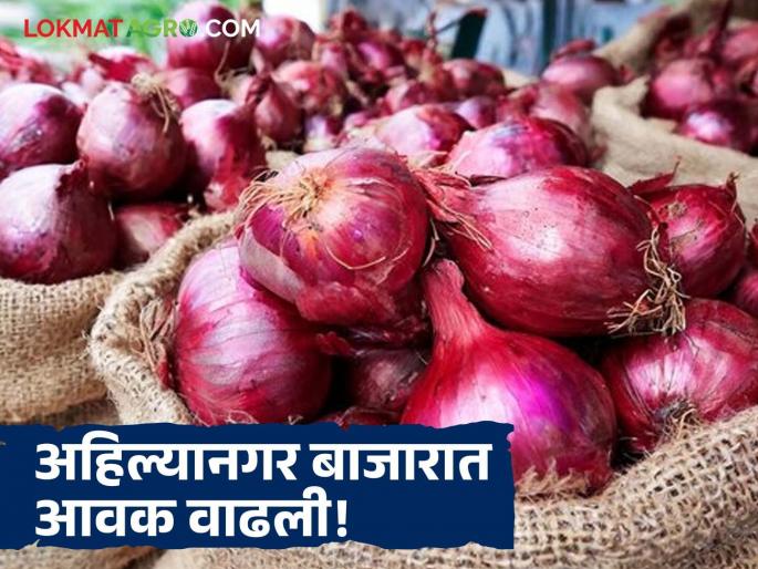 Red, summer, white, yellow; Which onion is being consumed in the state? Read today's onion market price | लाल, उन्हाळ, पांढरा, पोळ; राज्यात कोणता कांदा खातोय भाव? वाचा आजचे कांदा बाजारभाव Red, summer, white, yellow; Which onion is being consumed in the state? Read today's onion market price | लाल, उन्हाळ, पांढरा, पोळ; राज्यात कोणता कांदा खातोय भाव? वाचा आजचे कांदा बाजारभाव