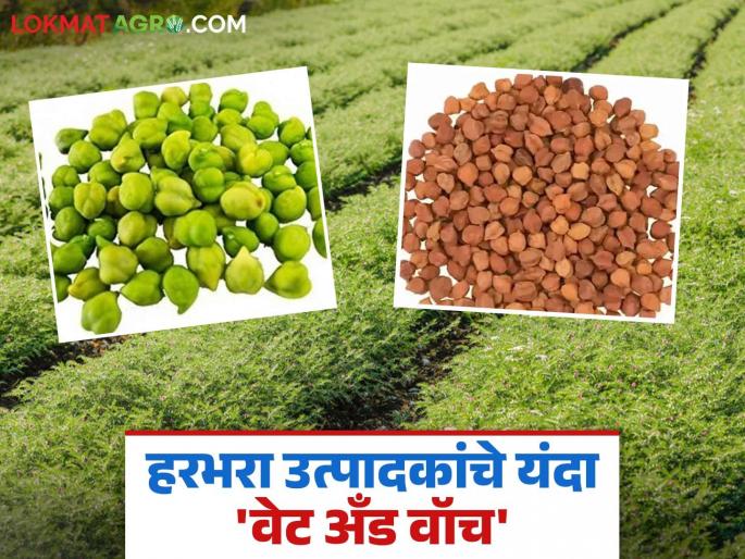 Gram prices are rising; Farmers are waiting and watching for sales as prices are lower than last year | हरभरा सोंगणीस वेग; गेल्या वर्षीच्या तुलनेत दर कमी असल्याने शेतकऱ्यांचा विक्रीसाठी वेट अँड वॉच Gram prices are rising; Farmers are waiting and watching for sales as prices are lower than last year | हरभरा सोंगणीस वेग; गेल्या वर्षीच्या तुलनेत दर कमी असल्याने शेतकऱ्यांचा विक्रीसाठी वेट अँड वॉच