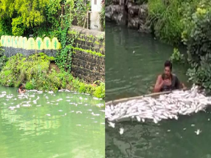 Thousands of fishes died in a small lake in Satara | साताऱ्यात फुटक्या तलावातील हजारो मासे मृत Thousands of fishes died in a small lake in Satara | साताऱ्यात फुटक्या तलावातील हजारो मासे मृत