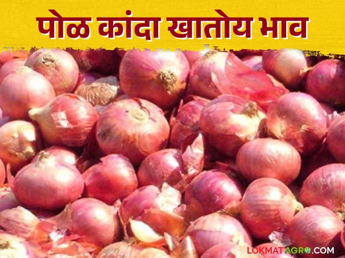 Kanda Bazaar Bhav: Onion from 'Pimpalgaon Baswant' is fetching the highest price in the state; Read today's onion market price | Kanda Bajar Bhav : राज्यात 'पिंपळगाव बसवंत'चा पोळ कांदा खातोय सर्वाधिक भाव; वाचा आजचे कांदा बाजारभाव Kanda Bazaar Bhav: Onion from 'Pimpalgaon Baswant' is fetching the highest price in the state; Read today's onion market price | Kanda Bajar Bhav : राज्यात 'पिंपळगाव बसवंत'चा पोळ कांदा खातोय सर्वाधिक भाव; वाचा आजचे कांदा बाजारभाव