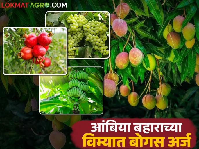 Fraud in Ambia Bahar Fruit Production Scheme; Bogus applications found in verification of 'this' taluka | आंबिया बहार फळपीक योजनेत गैरव्यवहार; 'या' तालुक्याच्या पडताळणीत आढळले बोगस अर्ज Fraud in Ambia Bahar Fruit Production Scheme; Bogus applications found in verification of 'this' taluka | आंबिया बहार फळपीक योजनेत गैरव्यवहार; 'या' तालुक्याच्या पडताळणीत आढळले बोगस अर्ज
