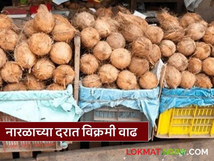 Prices of coconuts and copra have increased; double the increase compared to last year | नारळासह खोबऱ्याचे दर वाढले; गेल्या वर्षीच्या तुलनेत दुप्पट वाढ