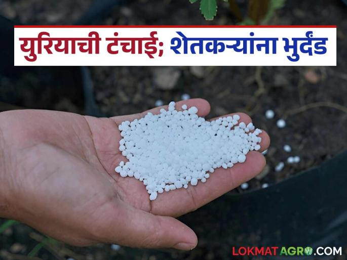 Farmers complain that urea is not available at agricultural centers, while the system says there is plenty of stock. | कृषी केंद्रांवर युरियाच उपलब्ध नसल्याची शेतकऱ्यांची तारांबळ तर यंत्रणा म्हणते स्टॉक भरपूर