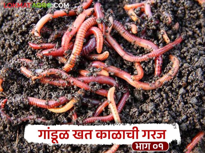 Support agriculture with vermicompost; Maintain soil fertility and increase production | गांडूळ खताची शेतीला द्या साथ; जमिनीची सुपीकता टिकून उत्पादनात मिळेल वाढ