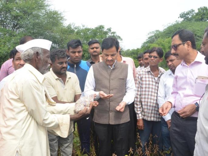 Monitoring of crop damage done by parents | पालकमंत्र्यांनी केली पीक नुकसानाची पाहणी
