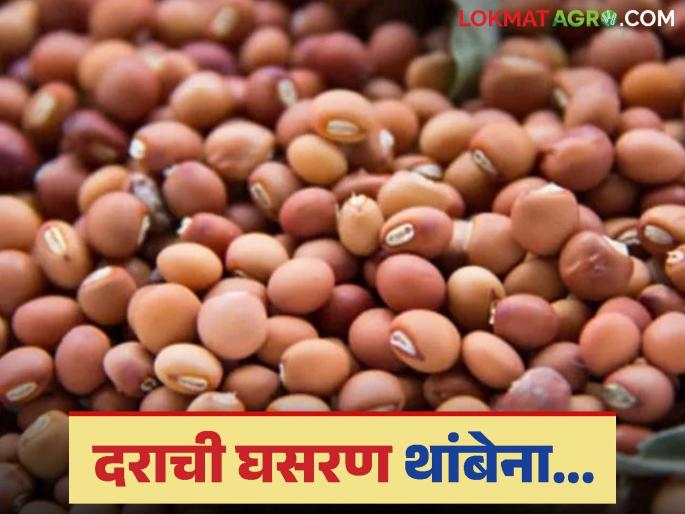 Tur Bajar Bhav: Tur market prices continue to fall; Farmers angry | Tur Bajar Bhav : तूर बाजारात दराची घसरण सुरूच; शेतकरी संतप्त Tur Bajar Bhav: Tur market prices continue to fall; Farmers angry | Tur Bajar Bhav : तूर बाजारात दराची घसरण सुरूच; शेतकरी संतप्त