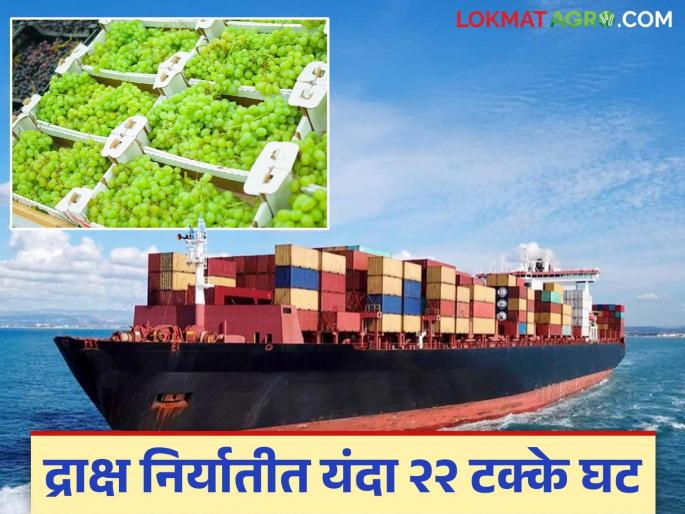 Nashik's grape exports, which are in demand worldwide, have decreased by 22 percent this year; Read what is the reason | जगभरात मागणी असलेल्या नाशिकच्या द्राक्ष निर्यातीत यंदा २२ टक्के घट; वाचा काय आहे कारण
