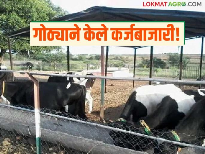 Farmers had raised money to build a cowshed by taking out loans; even after a year, they did not receive the cowshed subsidy | कर्ज काढून गोठा बांधण्यासाठी शेतकऱ्यांनी उभा केला होता पैसा; वर्ष लोटले तरीही गोठ्याचे अनुदान मिळेना Farmers had raised money to build a cowshed by taking out loans; even after a year, they did not receive the cowshed subsidy | कर्ज काढून गोठा बांधण्यासाठी शेतकऱ्यांनी उभा केला होता पैसा; वर्ष लोटले तरीही गोठ्याचे अनुदान मिळेना