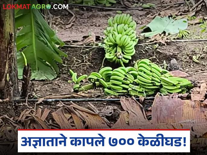 In Bidgaon, an unknown person cut and threw away 700 banana trees from the field; the farmer suffered a loss of lakhs of rupees | बिडगावात अज्ञाताने शेतातील ७०० केळीघड कापून फेकले; शेतकऱ्याचे लाखो रुपयांचे नुकसान