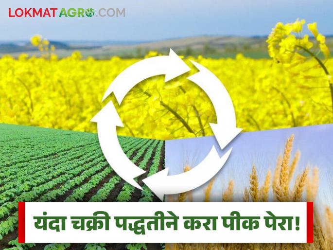 Agricultural scholars appeal to farmers to use crop rotation for human health; Read what are the benefits | शेतकरी, मानवी आरोग्यासाठी चक्री पीक पद्धत वापरण्याचे कृषी अभ्यासकांचे आवाहन; वाचा काय आहेत फायदे Agricultural scholars appeal to farmers to use crop rotation for human health; Read what are the benefits | शेतकरी, मानवी आरोग्यासाठी चक्री पीक पद्धत वापरण्याचे कृषी अभ्यासकांचे आवाहन; वाचा काय आहेत फायदे