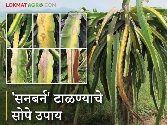 Follow these tips for double crop production in dragon fruit orchards and get relief from sunburn for free | ड्रॅगन फ्रूट बागेत दुहेरी उत्पादनाचे 'हे' उपाय करा अन् 'सनबर्न' पासून देखील मोफत सुटका मिळवा Follow these tips for double crop production in dragon fruit orchards and get relief from sunburn for free | ड्रॅगन फ्रूट बागेत दुहेरी उत्पादनाचे 'हे' उपाय करा अन् 'सनबर्न' पासून देखील मोफत सुटका मिळवा