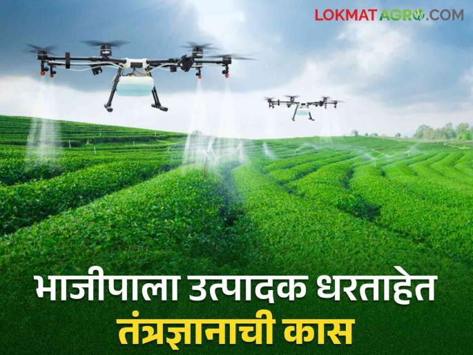 Farmers of Murbad hold the technology; Insecticide spraying on vegetables by drone | मुरबाडचे शेतकरी धरताहेत तंत्रज्ञानाची कास; भाजीपाल्यावर ड्रोनने कीटकनाशक फवारणी Farmers of Murbad hold the technology; Insecticide spraying on vegetables by drone | मुरबाडचे शेतकरी धरताहेत तंत्रज्ञानाची कास; भाजीपाल्यावर ड्रोनने कीटकनाशक फवारणी