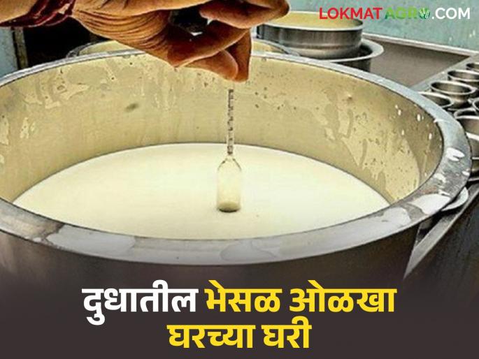 Identify adulterated milk at home; 'These' home tests will expose milk adulteration | भेसळयुक्त दूध ओळखा घरच्या घरी; 'या' घरगुती चाचण्या करतील दूध भेसळीचा पर्दाफाश Identify adulterated milk at home; 'These' home tests will expose milk adulteration | भेसळयुक्त दूध ओळखा घरच्या घरी; 'या' घरगुती चाचण्या करतील दूध भेसळीचा पर्दाफाश