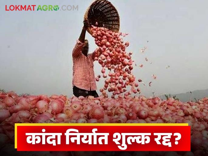 Kanda Niryat Shulk: Government takes big step to abolish onion export duty | Kanda Niryat Shulk : कांदा निर्यात शुल्क रद्द करण्यासाठी सरकारने उचलले मोठे पाऊल Kanda Niryat Shulk: Government takes big step to abolish onion export duty | Kanda Niryat Shulk : कांदा निर्यात शुल्क रद्द करण्यासाठी सरकारने उचलले मोठे पाऊल