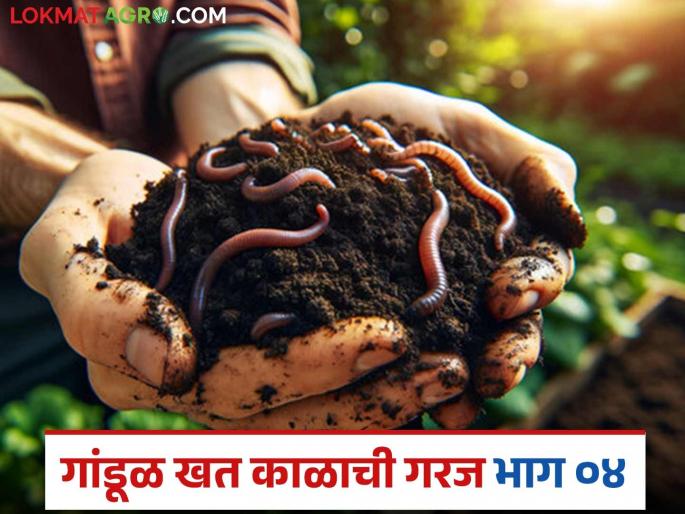 Avoid these mistakes while preparing vermicompost and get quality vermicompost | गांडूळ खत तयार करतांना 'या' चुका टाळा आणि दर्जेदार गांडूळ खत मिळवा Avoid these mistakes while preparing vermicompost and get quality vermicompost | गांडूळ खत तयार करतांना 'या' चुका टाळा आणि दर्जेदार गांडूळ खत मिळवा