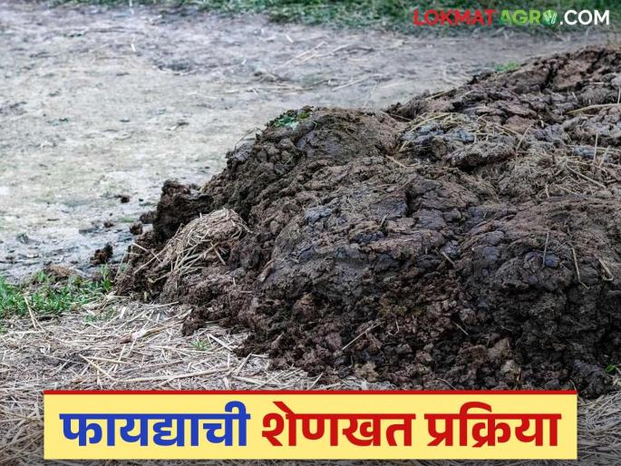 Do this process this year before using cow dung; production will increase and soil fertility will remain intact | शेणखत वापरण्यापूर्वी यंदा करा 'ही' प्रक्रिया; उत्पादन वाढून मातीची राहील अबाधित सुपीकता Do this process this year before using cow dung; production will increase and soil fertility will remain intact | शेणखत वापरण्यापूर्वी यंदा करा 'ही' प्रक्रिया; उत्पादन वाढून मातीची राहील अबाधित सुपीकता