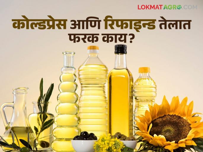 Which cooking oil is good for your health; Know the difference between cold pressed and refined oil | तुमच्या आरोग्यासाठी कोणते खाद्यतेल योग्य; जाणून घ्या कोल्डप्रेस आणि रिफाइन्ड तेलातील फरक