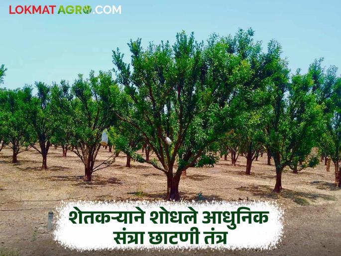 Farmer develops orange pruning technique; now damage caused by tree branches breaking will be avoided | शेतकऱ्याने विकसित केले संत्रा छाटणी तंत्र; आता झाडांच्या फांद्या तुटून होणारे नुकसान टळणार Farmer develops orange pruning technique; now damage caused by tree branches breaking will be avoided | शेतकऱ्याने विकसित केले संत्रा छाटणी तंत्र; आता झाडांच्या फांद्या तुटून होणारे नुकसान टळणार