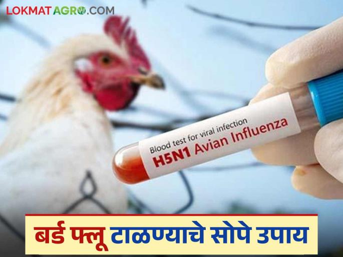 Take these simple, low-cost measures in poultry farming and avoid bird flu | कुक्कुटपालनात कमी खर्चातील 'हे' सोपे उपाय करा आणि बर्ड फ्लू टाळा Take these simple, low-cost measures in poultry farming and avoid bird flu | कुक्कुटपालनात कमी खर्चातील 'हे' सोपे उपाय करा आणि बर्ड फ्लू टाळा