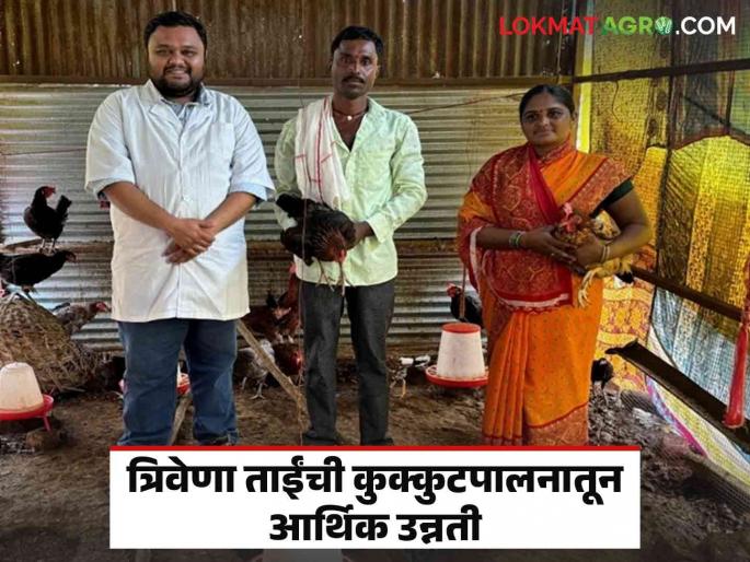 Women Farmer Poultry Success Story : Supporting traditional farming; Trivena Tai overcomes financial difficulties through poultry farming | Women Farmer Poultry Success Story : पारंपरिक शेतीला जोडधंदाची साथ; कुक्कुटपालनातून त्रिवेणा ताईंची आर्थिक अडचणींवर मात Women Farmer Poultry Success Story : Supporting traditional farming; Trivena Tai overcomes financial difficulties through poultry farming | Women Farmer Poultry Success Story : पारंपरिक शेतीला जोडधंदाची साथ; कुक्कुटपालनातून त्रिवेणा ताईंची आर्थिक अडचणींवर मात