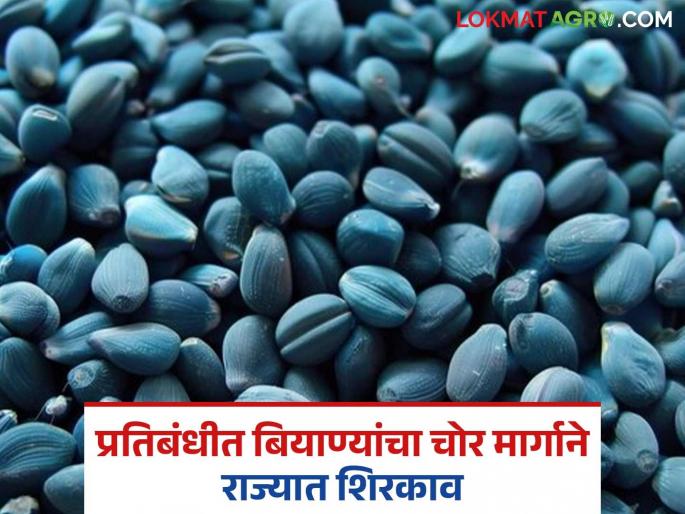 HTBT cotton seeds banned in the state have entered Wardha district; Will the cultivation area increase this year? | राज्यात प्रतिबंधित असलेल्या कपाशीच्या एचटीबीटी बियाण्यांचा वर्धा जिल्ह्यात शिरकाव; यंदा लागवड क्षेत्र वाढणार का? HTBT cotton seeds banned in the state have entered Wardha district; Will the cultivation area increase this year? | राज्यात प्रतिबंधित असलेल्या कपाशीच्या एचटीबीटी बियाण्यांचा वर्धा जिल्ह्यात शिरकाव; यंदा लागवड क्षेत्र वाढणार का?