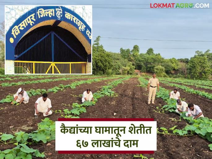 The income of 67 lakhs from the agricultural work of the prisoners in this state prison; Read in detail | राज्याच्या 'या' कारागृहातील कैद्यांच्या शेती मेहनतीतून ६७ लाखांचे उत्पन्न; वाचा सविस्तर The income of 67 lakhs from the agricultural work of the prisoners in this state prison; Read in detail | राज्याच्या 'या' कारागृहातील कैद्यांच्या शेती मेहनतीतून ६७ लाखांचे उत्पन्न; वाचा सविस्तर