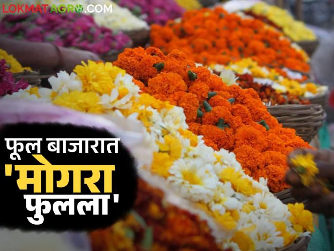 Demand for various flowers increased during wedding season, Gudi Padwa and Ramadan Eid; Prices increased compared to last month | लग्नसराई, गुढीपाडवा अन् रमजान ईदनिमित्त विविध फुलांना मागणी वाढली; गेल्या महिन्याच्या तुलनेत दर वधारले Demand for various flowers increased during wedding season, Gudi Padwa and Ramadan Eid; Prices increased compared to last month | लग्नसराई, गुढीपाडवा अन् रमजान ईदनिमित्त विविध फुलांना मागणी वाढली; गेल्या महिन्याच्या तुलनेत दर वधारले