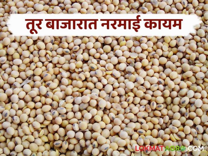 Tur Bazaar Bhav: From Marathwada to Vidarbha, read where and what is the price of tur. | Tur Bajar Bhav : मराठवाड्यापासून ते विदर्भापर्यंत वाचा कुठे काय मिळतोय तुरीला दर Tur Bazaar Bhav: From Marathwada to Vidarbha, read where and what is the price of tur. | Tur Bajar Bhav : मराठवाड्यापासून ते विदर्भापर्यंत वाचा कुठे काय मिळतोय तुरीला दर