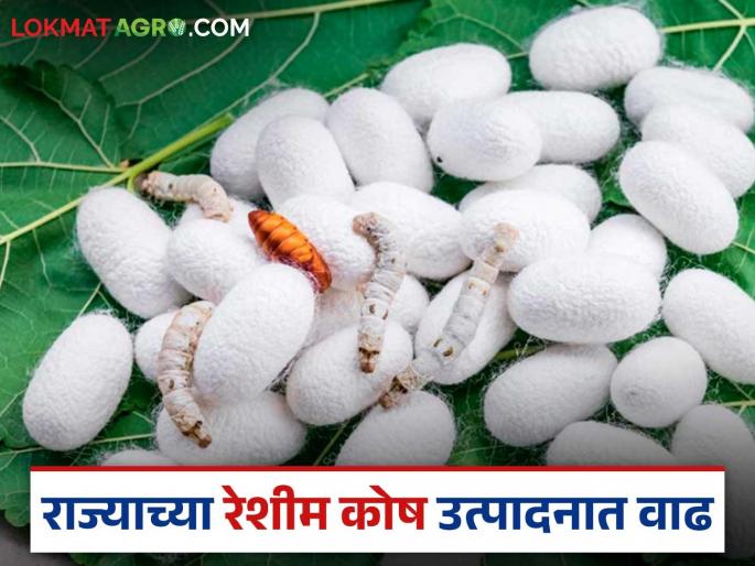 State's surge in silk production: Record increase in egg distribution through Chowki centers | रेशीम उत्पादनात राज्याची भरारी: चॉकी केंद्रांच्या माध्यमातून अंडीपुंज वाटपात विक्रमी वाढ State's surge in silk production: Record increase in egg distribution through Chowki centers | रेशीम उत्पादनात राज्याची भरारी: चॉकी केंद्रांच्या माध्यमातून अंडीपुंज वाटपात विक्रमी वाढ