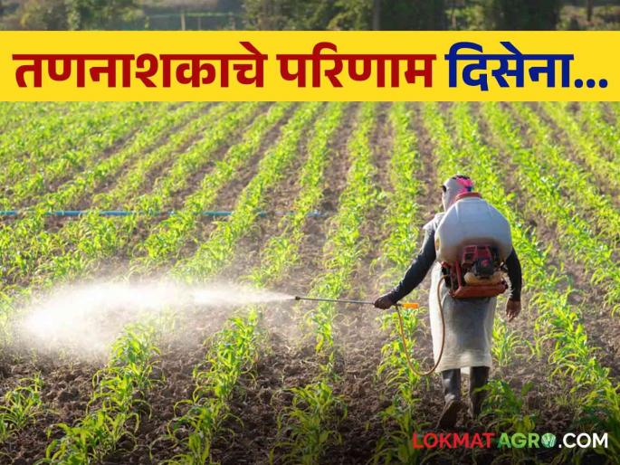 Fake Herbicide herbicides cheated with Farmers; The results of herbicide spraying were not observed | Fake Herbicide तणनाशक औषधीने केला शेतकऱ्यांचा घात; तणनाशक फवारणीचे परिणाम दिसेना Fake Herbicide herbicides cheated with Farmers; The results of herbicide spraying were not observed | Fake Herbicide तणनाशक औषधीने केला शेतकऱ्यांचा घात; तणनाशक फवारणीचे परिणाम दिसेना