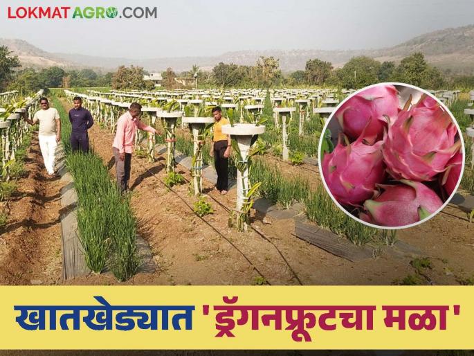 Dragon Fruits Success Story: You will get double the income compared to the cost; Dragon fruit farming of brothers Krishna and Bharat Ghadge | Dragon Fruits Success Story : खर्चाच्या तुलनेत मिळणार दुप्पट उत्पन्न; कृष्णा, भारत घाडगे या सख्ख्या भावांची ड्रॅगनफ्रूट शेती Dragon Fruits Success Story: You will get double the income compared to the cost; Dragon fruit farming of brothers Krishna and Bharat Ghadge | Dragon Fruits Success Story : खर्चाच्या तुलनेत मिळणार दुप्पट उत्पन्न; कृष्णा, भारत घाडगे या सख्ख्या भावांची ड्रॅगनफ्रूट शेती