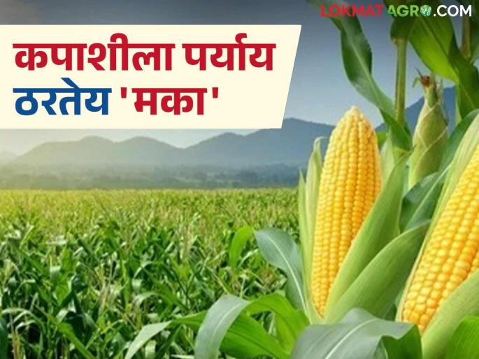 Maize cultivation will increase this year; Farmers are turning to maize as an alternative to cotton | यंदा मका लागवड वाढणार; कपाशीला पर्याय म्हणून मका पिकाकडे वळतोय शेतकरी