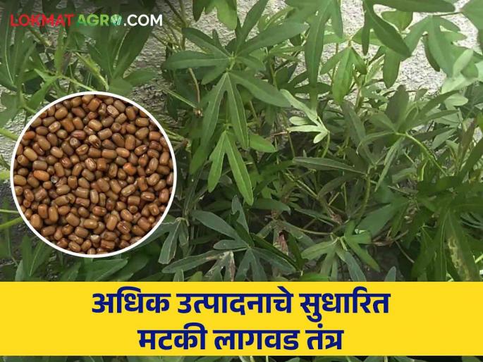Use this improved method while cultivating matki and get more yield | मटकी लागवड करतांना 'ही' सुधारीत पद्धत वापरा आणि अधिक उत्पादन मिळवा Use this improved method while cultivating matki and get more yield | मटकी लागवड करतांना 'ही' सुधारीत पद्धत वापरा आणि अधिक उत्पादन मिळवा